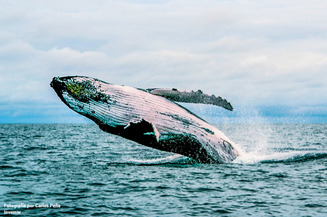 ballenas en el Pacífico colombiano