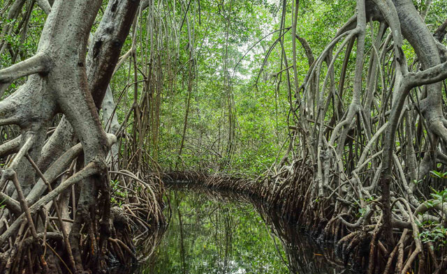 Manglares de Colombia
