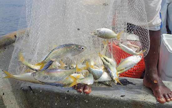 Análisis de Microplásticos en Recursos Pesqueros de la bahía de Buenaventura Análisis de Microplásticos en Recursos Pesqueros de la bahía de Buenaventura