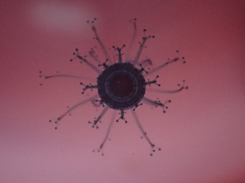 El botón azul Porpita porpita