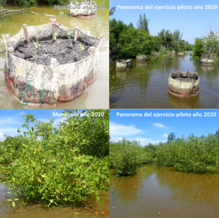 Avanza satisfactoriamente experimento de restauración activa de manglar en la Ciénaga Grande de Santa Marta