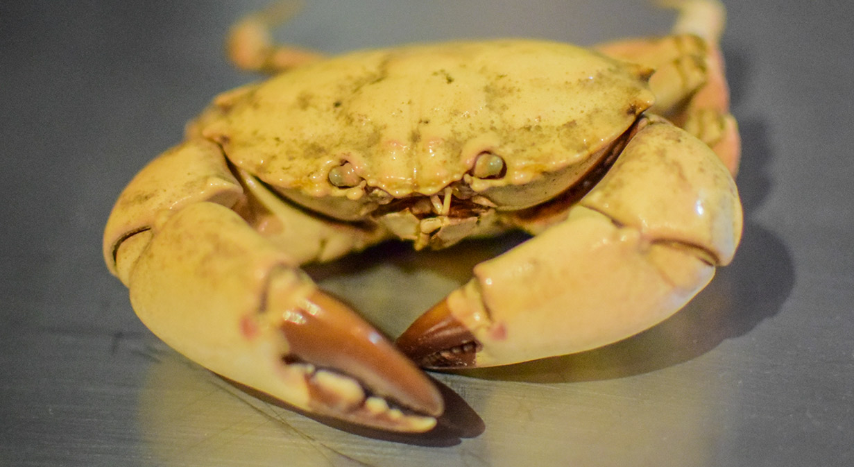 Material biológico Material biológico