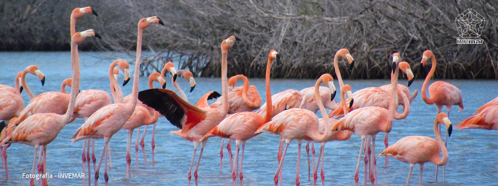 participación ciudadana