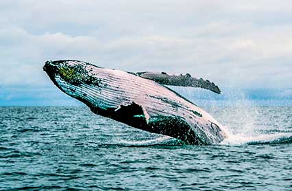 Es el momento de contemplar las ballenas en el Pacífico colombiano