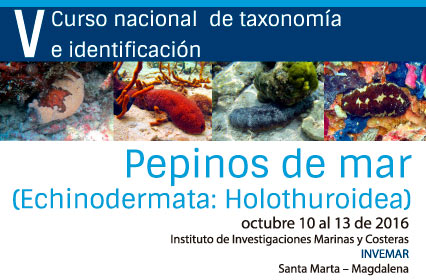 V Curso Nacional de taxonomía e identificación: Pepinos de mar (Echinodermata: Holothuroidea)