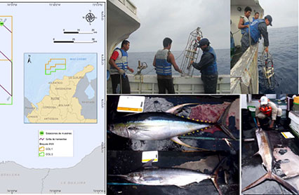 En marcha crucero científico de prospección de peces pelágicos en el Caribe colombiano