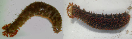 Una nueva especie de pepino de mar descubierta por investigadores del INVEMAR en arrecifes rocosos del norte del Chocó colombiano
