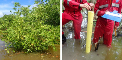 CORPAMAG e INVEMAR Reportan CIÉNAGA GRANDE DE SANTA MARTA ALCANZA LA RECUPERACIÓN DE  39.699 HECTÁREAS DE MANGLE