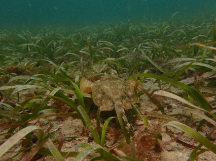 Pastos marinos en Colombia una herramienta para mitigar los efectos del cambio climático