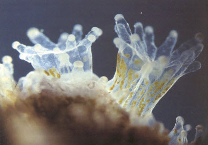 Día Mundial de los Arrecifes de Coral: el ecosistema emblemático del océano