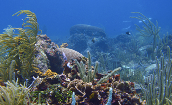 Capacitación avanzada en América Latina y el Caribe sobre acidificación de los océanos 2019