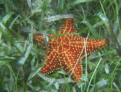 Cambio Climatico: Carbono Azul y adaptación basada en ecosistemas marinos y costeros 2020