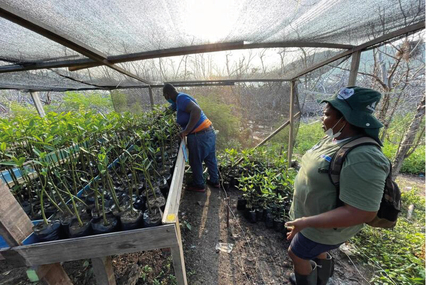 Invemar y Coralina se unen para la Sembratón Nacional desde Providencia