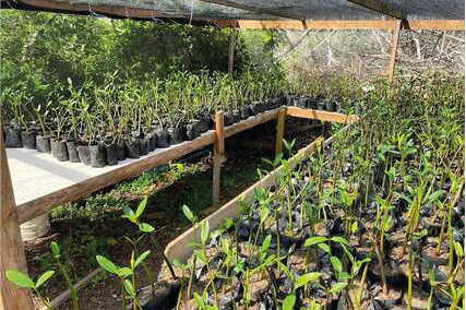 #UnÁrbolPara la restauración de los ecosistemas marinos y costeros