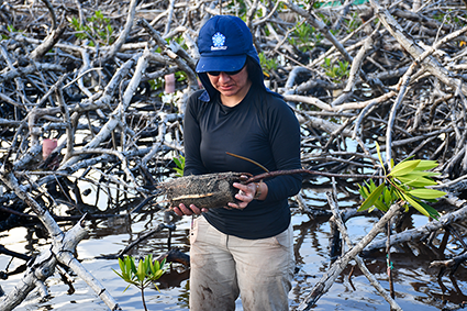 Avanza exitosamente actualización del plan de rehabilitación de manglares en las islas de Providencia y Santa Catalina